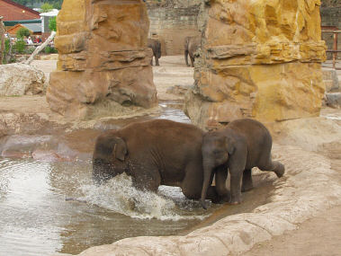 Elephants